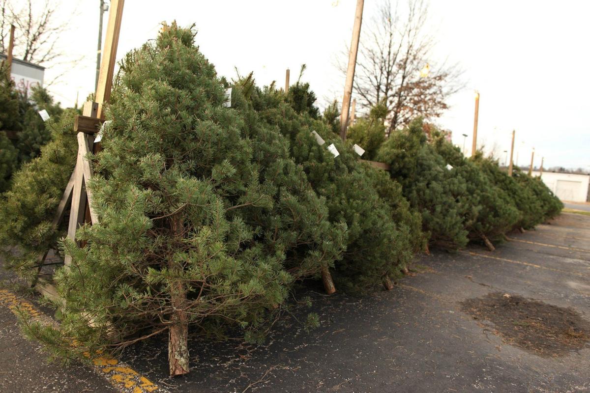 Christmas Tree Sales Start Early News Herald Dispatch Com