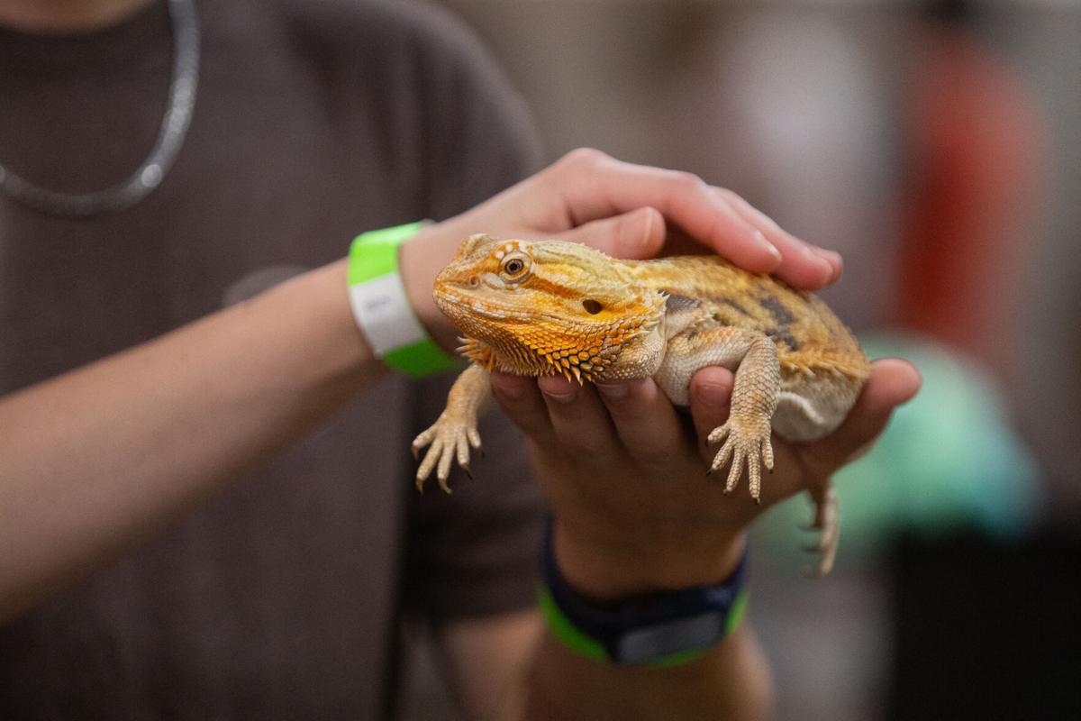 Photos West Virginia Reptile Expo at the DoubleTree Multimedia