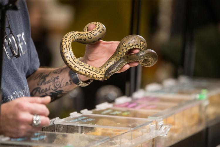 Photos West Virginia Reptile Expo visits Mountain Health Arena