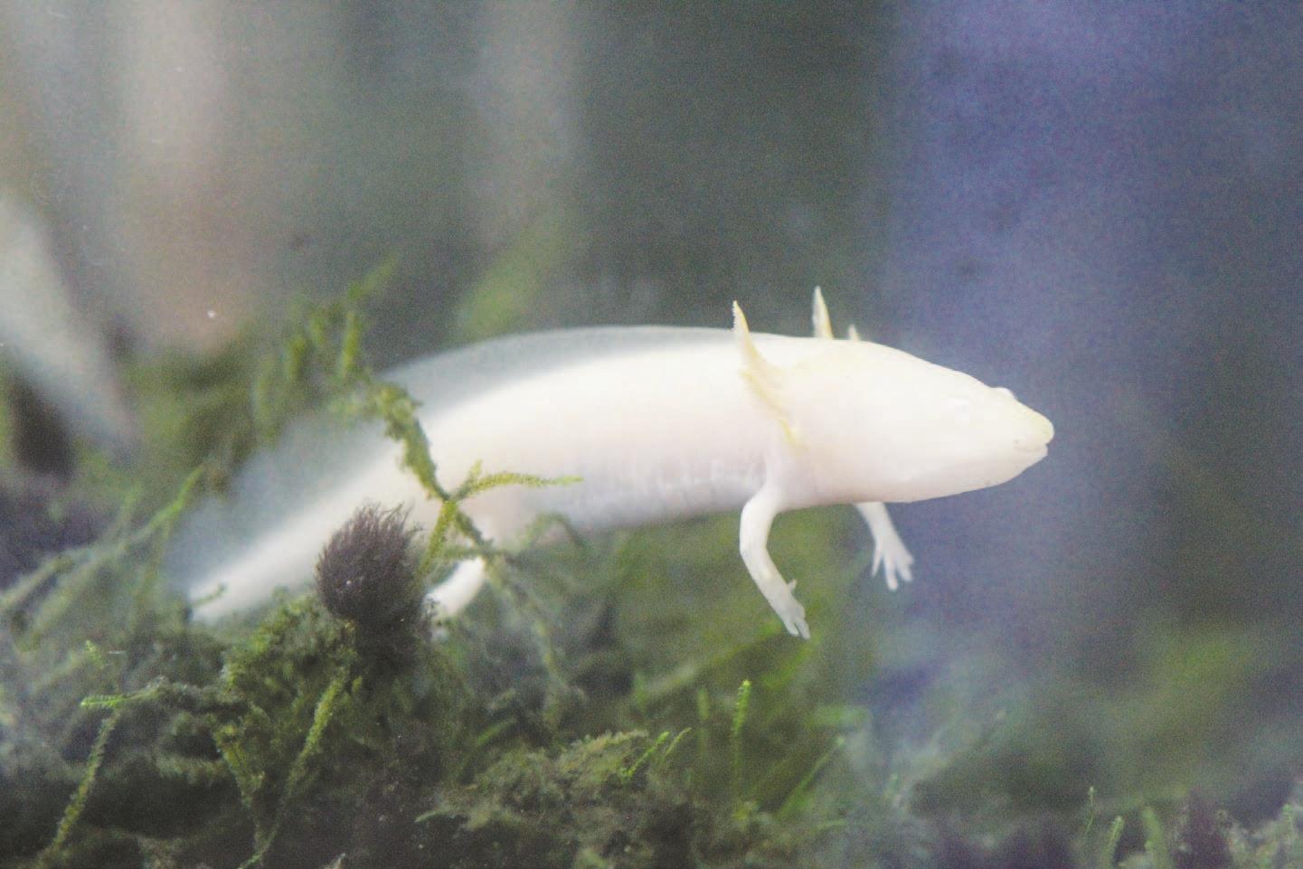 Huntington Museum Of Art Boasts Scientific Marvel Herald Dispatch Com