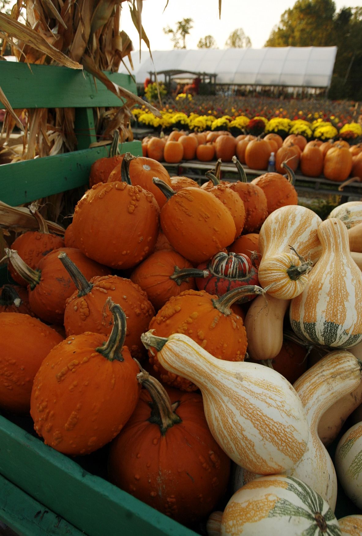 Gallery Imel’s Greenhouse and Supply Photos News