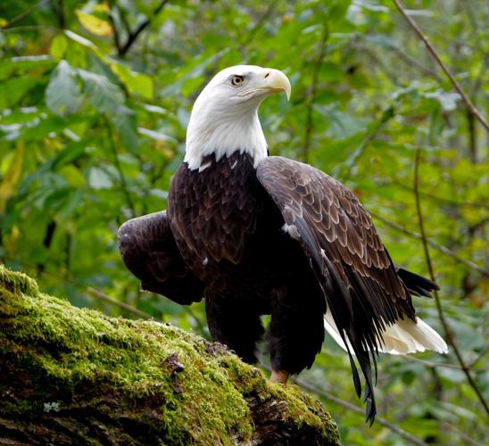 Regis the bald eagle