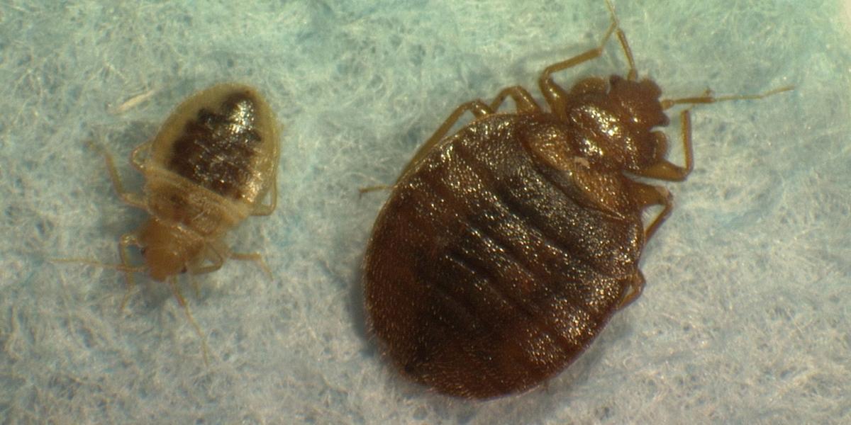 Bed bugs found at HHS News