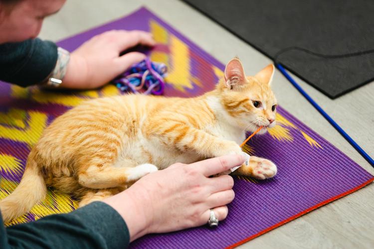 Paws-itively packed: Cats on Mats yoga event raises $1,500 for ASAP ...