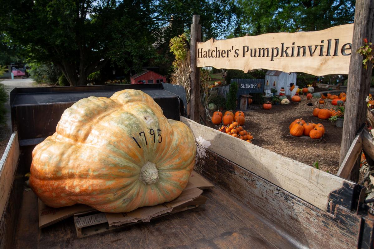 Photos Giant pumpkins unloaded at Hatcher's Greenhouse Multimedia
