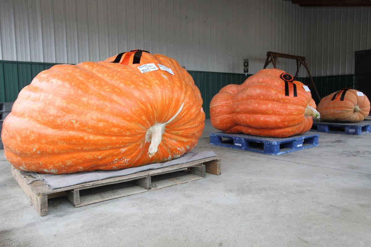 Wv Pumpkin Festival 2022