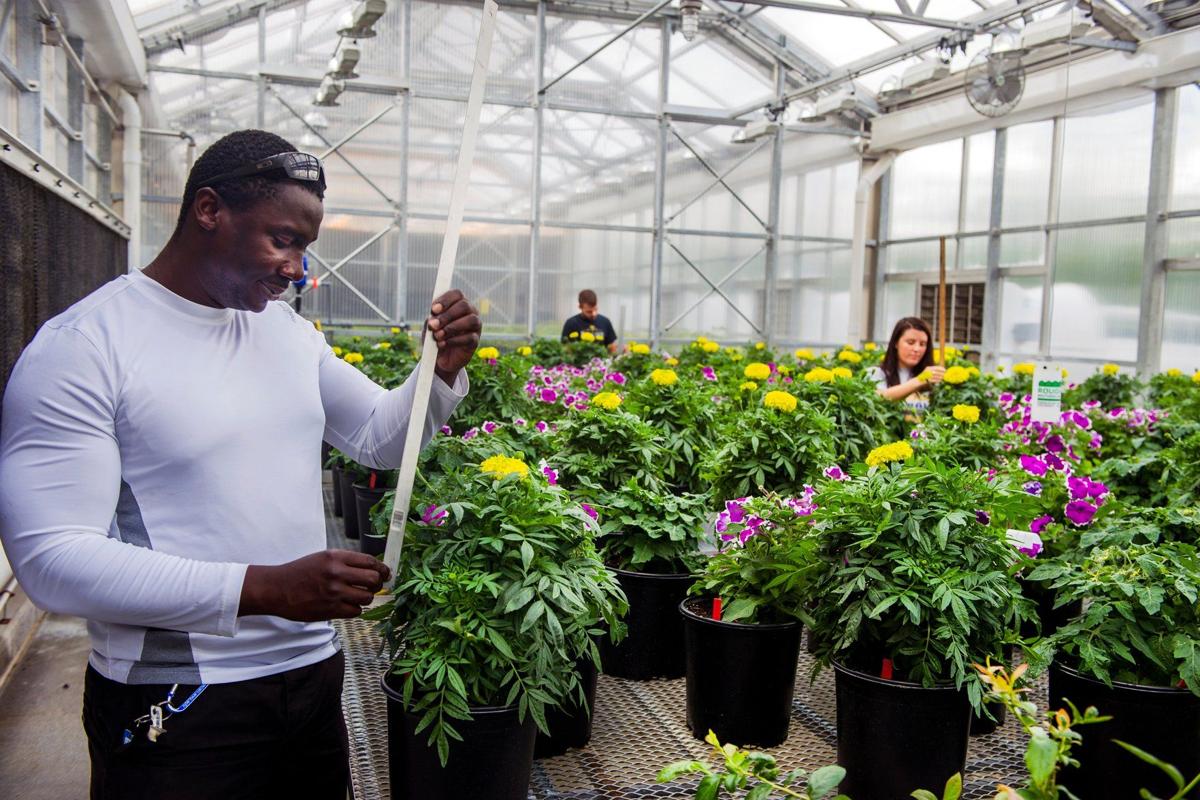 WVU Greenhouse grows love of horticulture among students, faculty