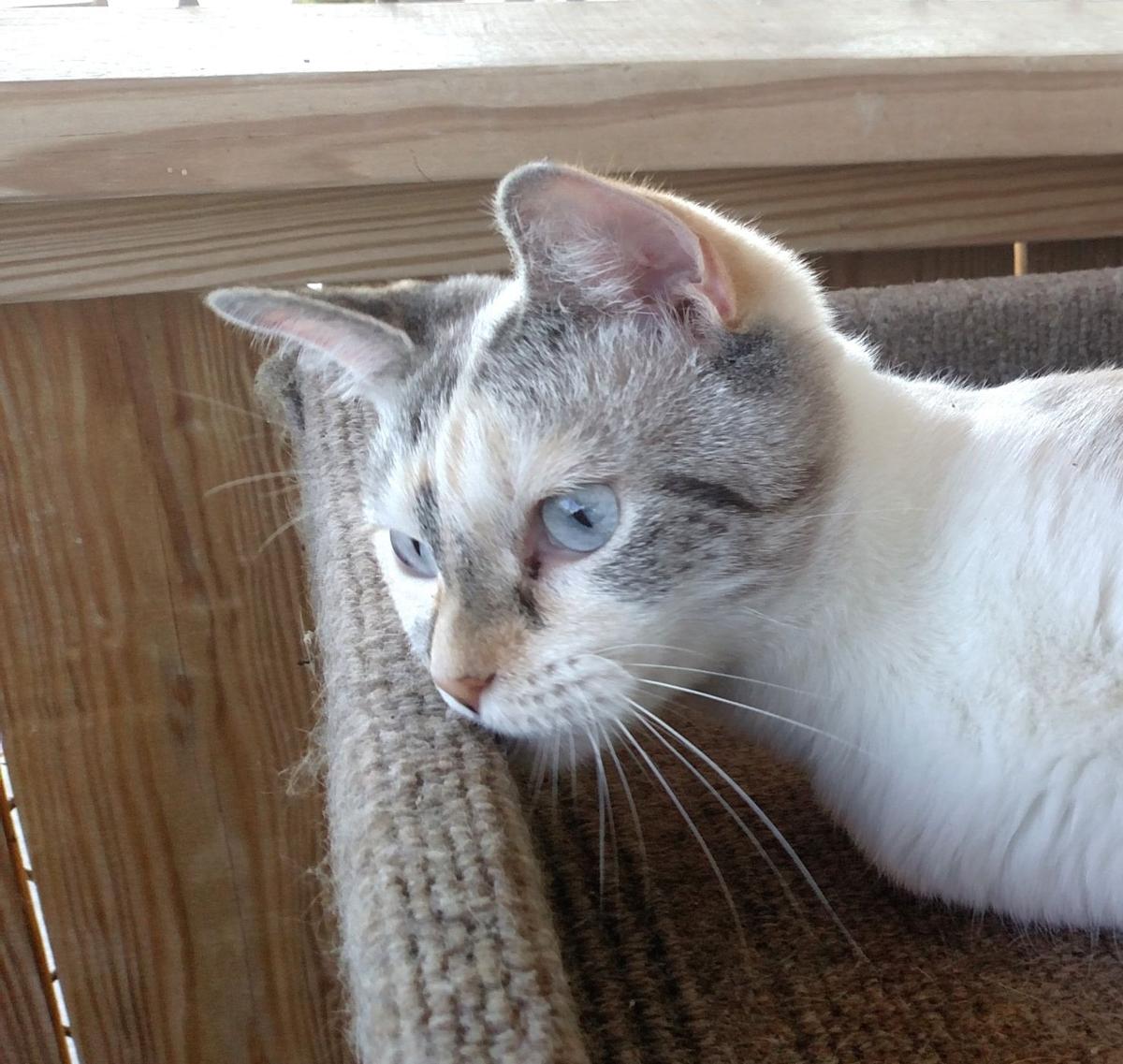 Adoptable Pets Of The Week At Animal Harbor In Franklin County Local Entertainment Heraldchronicle Com