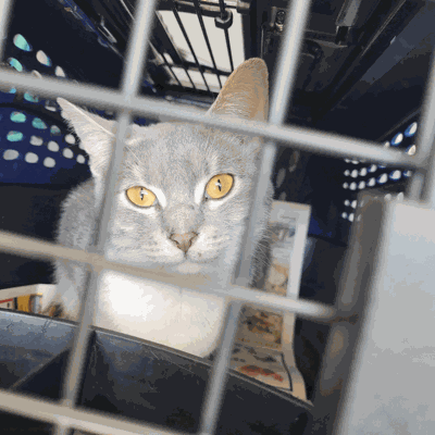 Animal Harbor joins 'Empty the Shelters' May 2-8 | Local News ...