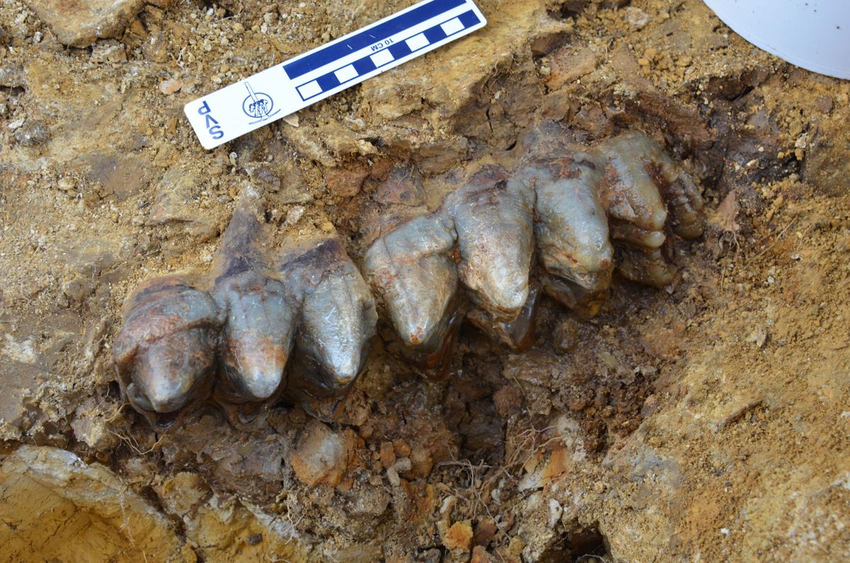 Gray Fossil Site mastodont uncovered News