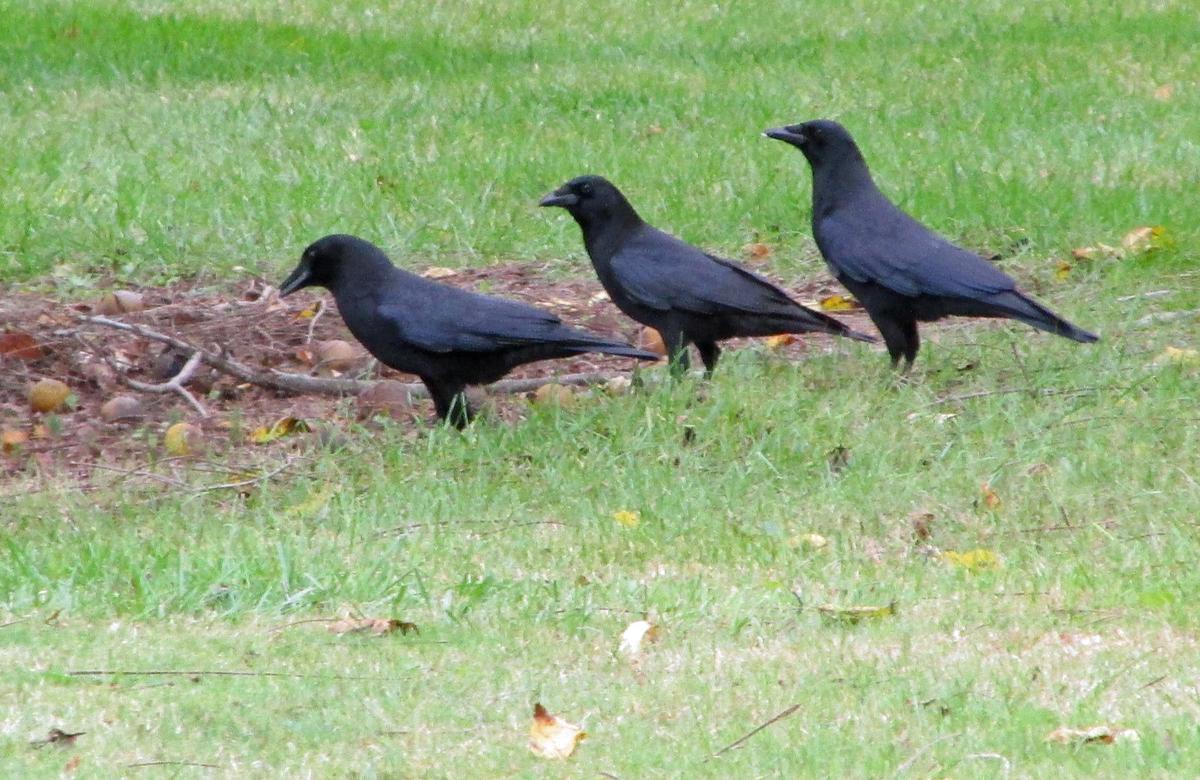 Crows show intelligence yet can’t shake dark reputation