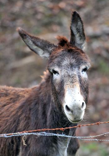 Donkey Ears — The Animal Print Shop