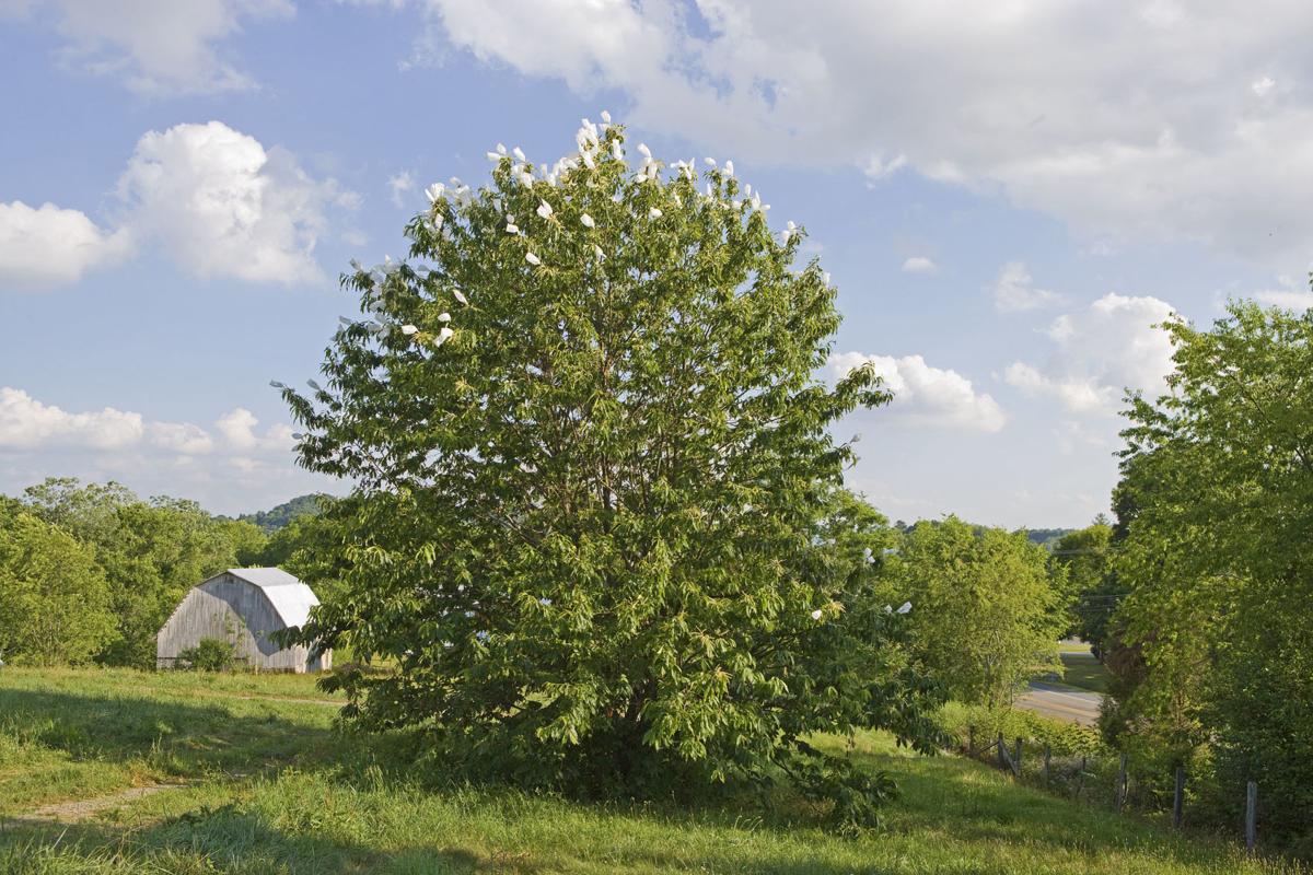 Work Progresses On Developing Blight Resistant American Chestnut Trees Lifestyles Heraldcourier Com