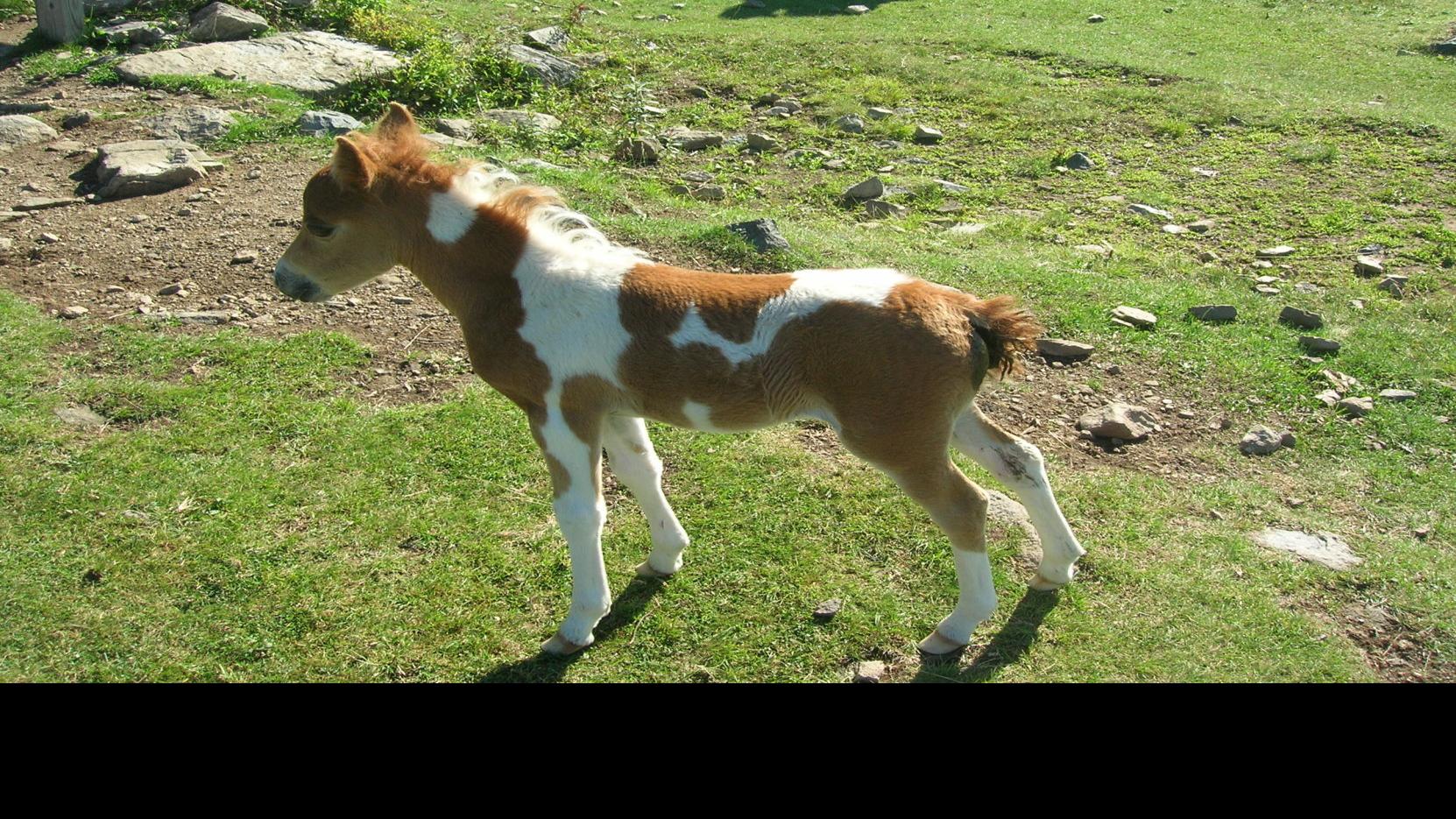 Grayson Highlands Pony Auction Attracts Crowd At Fall Festival