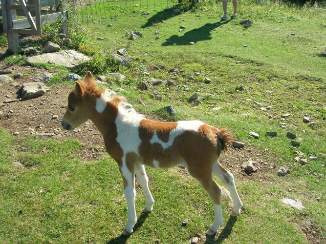 Grayson Highlands pony auction attracts crowd at fall festival