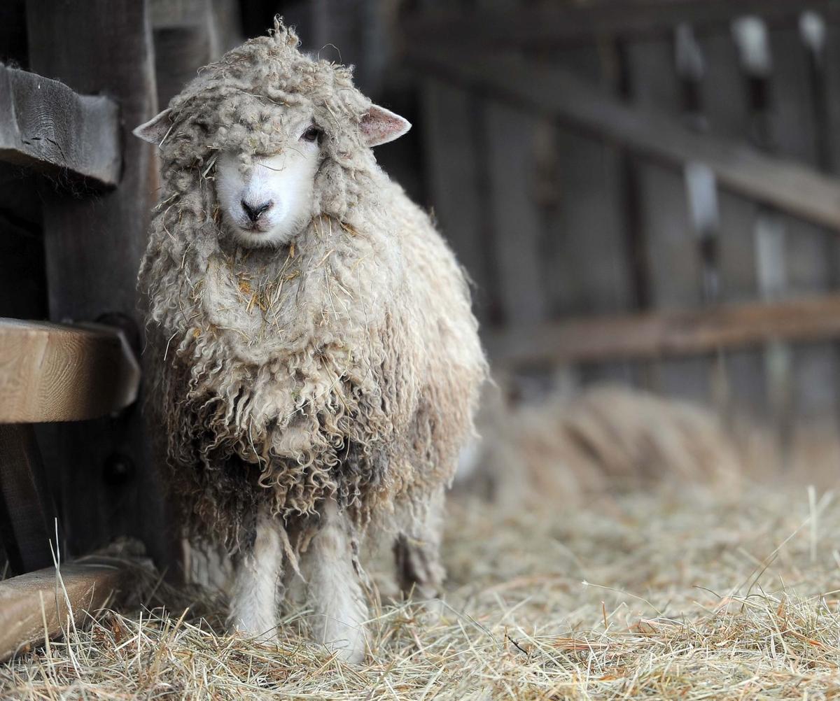 Rocky Mount Cotswold Sheep Ready for Wooly Days Galleries