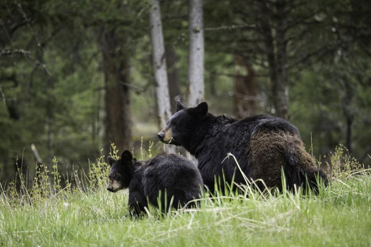 blackbears