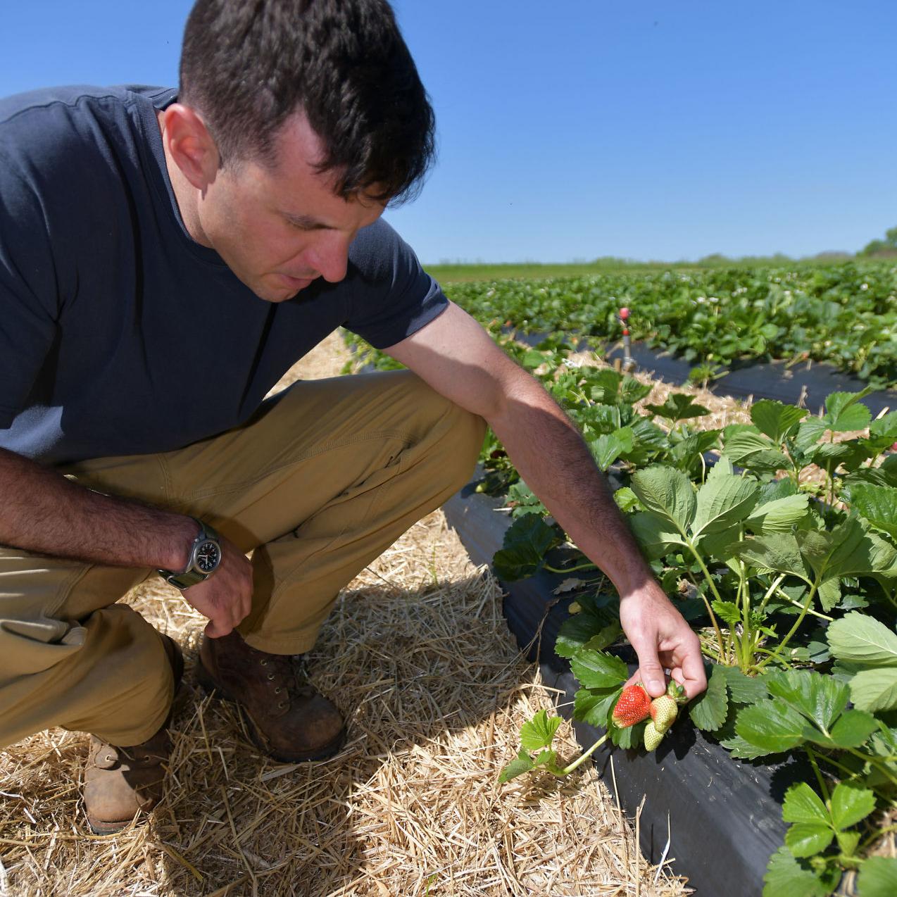 It S Strawberry Season Again At Scott S Farms In Unicoi Lifestyles Heraldcourier Com