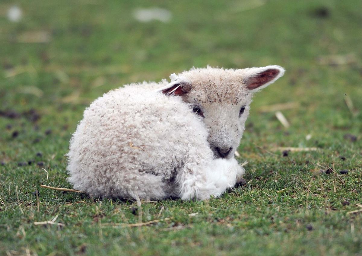 Rocky Mount Cotswold Sheep Ready for Wooly Days Galleries