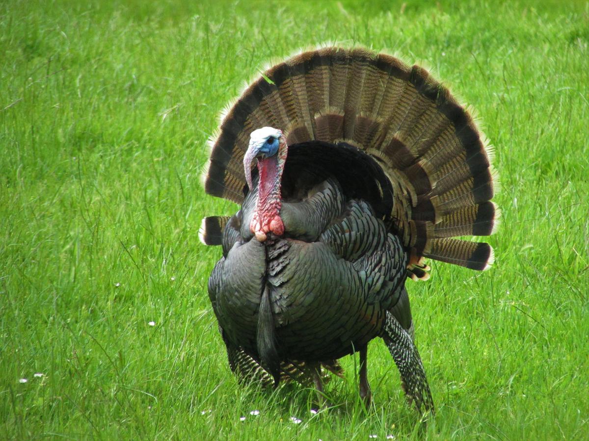 Wild Turkey S Authentic American Status Beyond Dispute Lifestyles Heraldcourier Com A tom is also known as a gobbler. american status beyond dispute