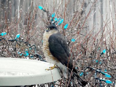 Hawk Spoiling The Start Of Winter Bird Feeding Season Lifestyles