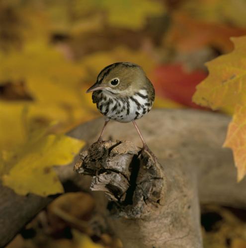 Ovenbird is often a difficult warbler to get to know