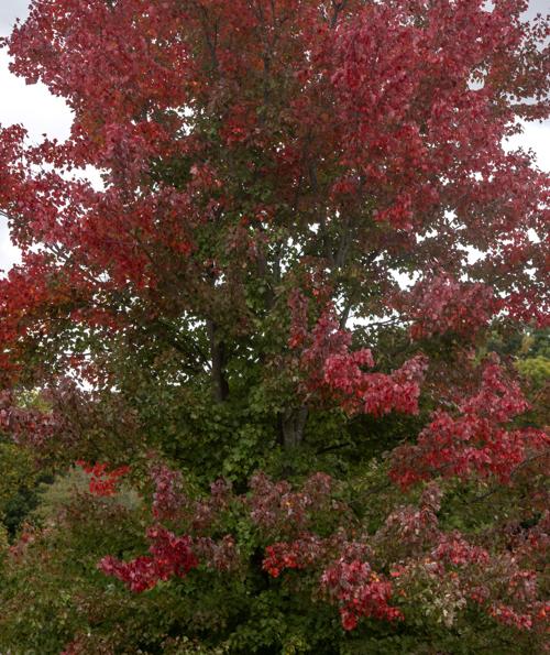 Fall Color Peak 03