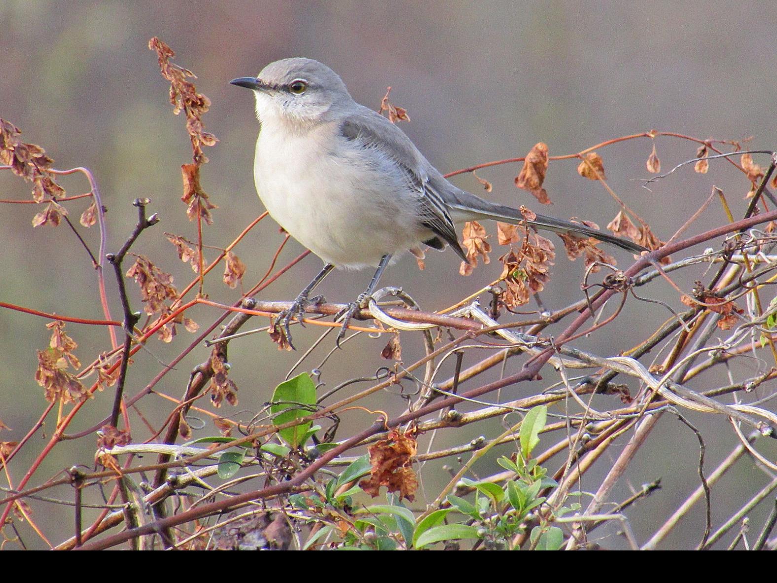 Northern Mockingbird Likes To Rule The Roost Lifestyles Heraldcourier Com