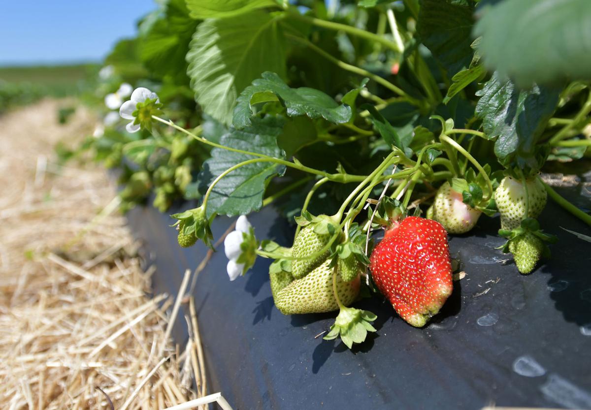 39 workers at Scott’s Strawberry & Tomato Farms test positive for COVID19