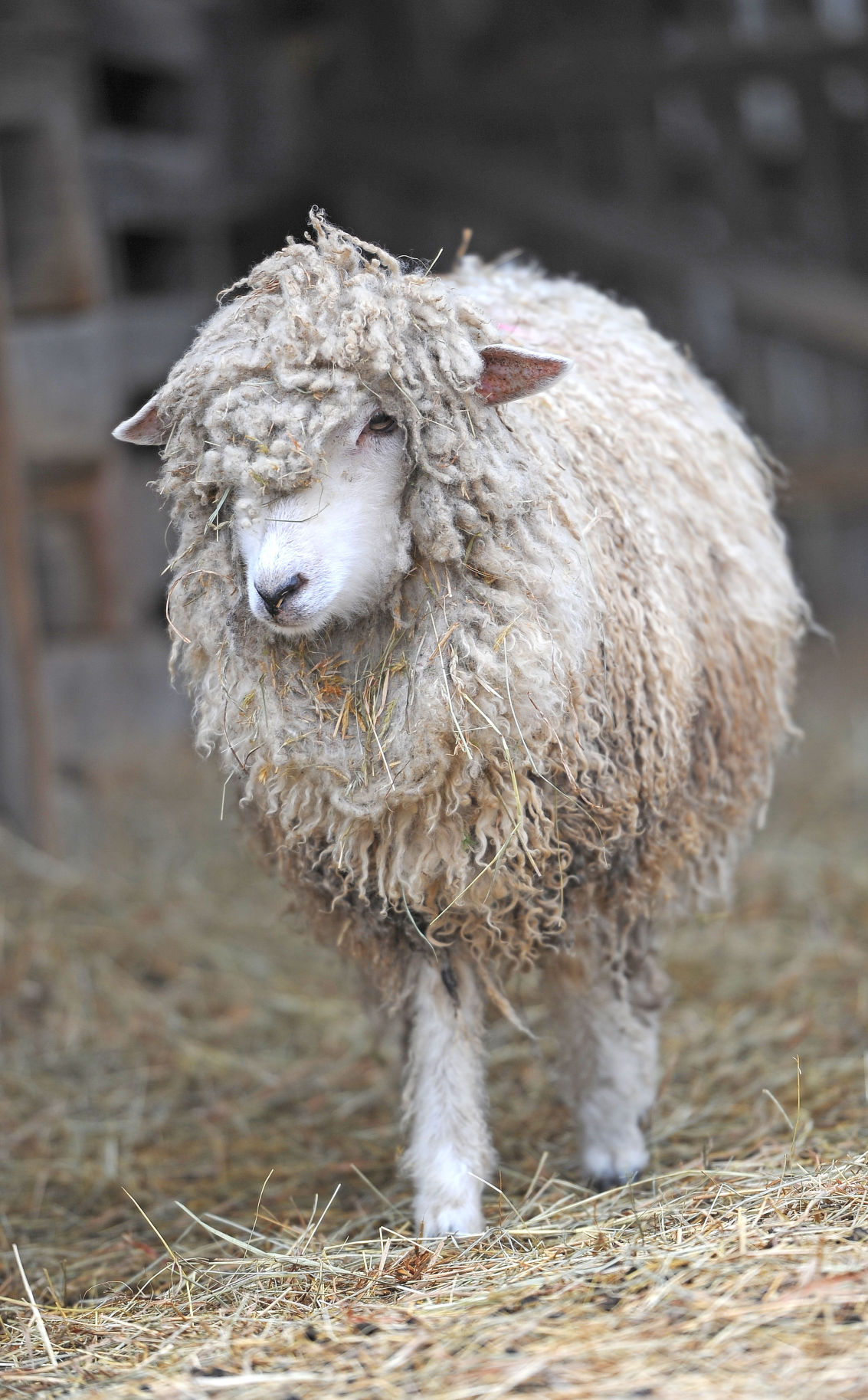 Rocky Mount Cotswold Sheep Ready for Wooly Days Galleries