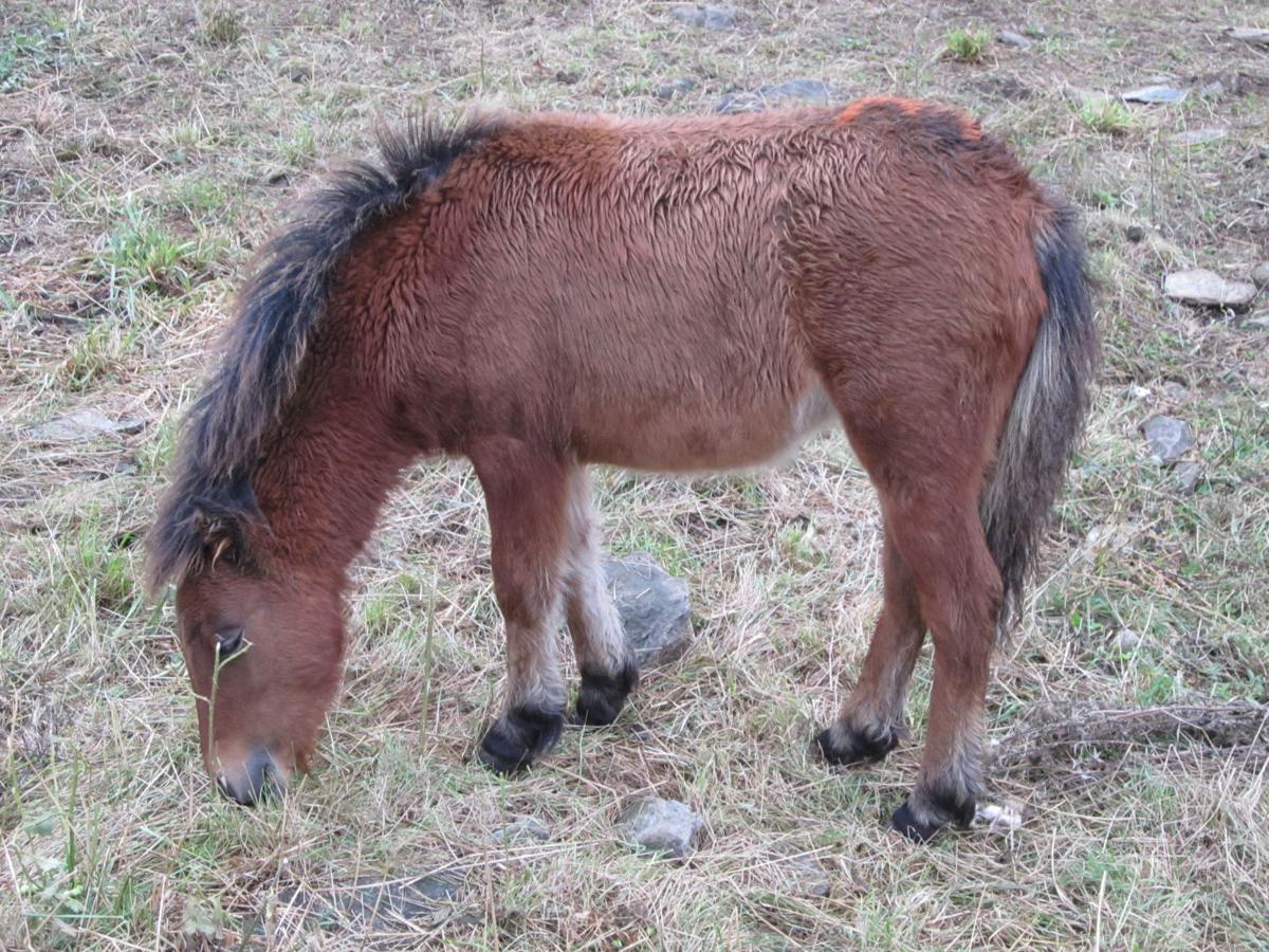 Grayson Highlands Pony Auction Attracts Crowd At Fall Festival