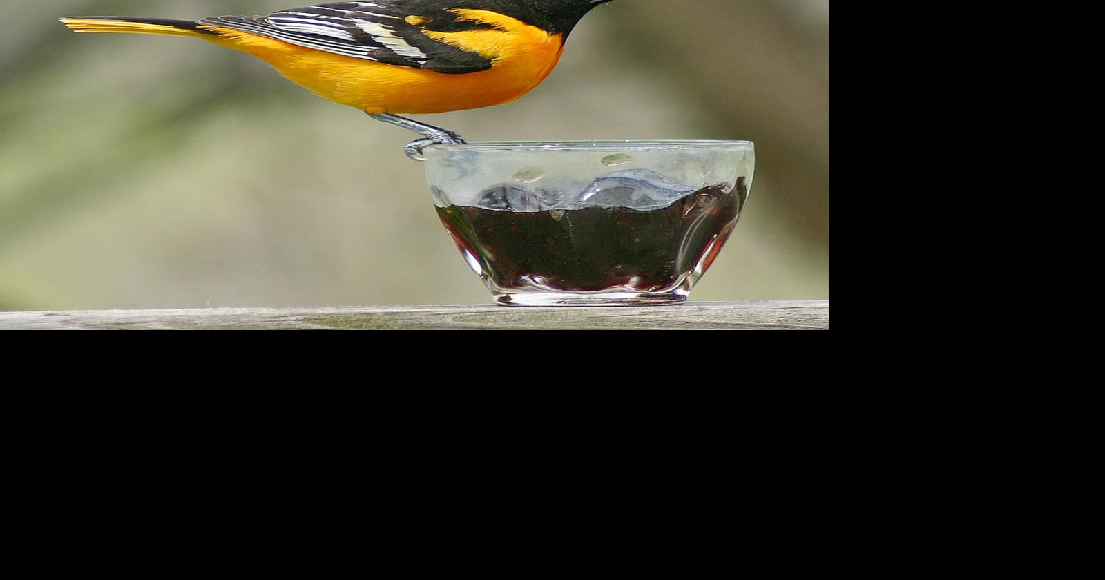 Baltimore oriole sighting offers exciting birding moment
