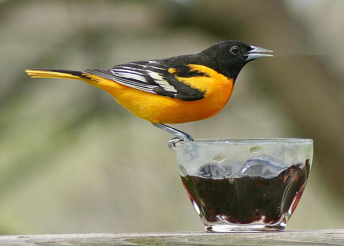Baltimore oriole sighting offers exciting birding moment ...