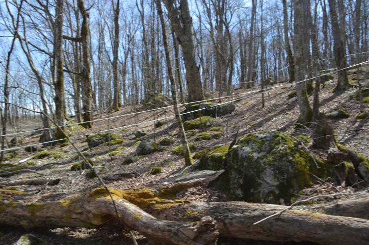 Whitetop taps trees for sugar water to be made into maple syrup for