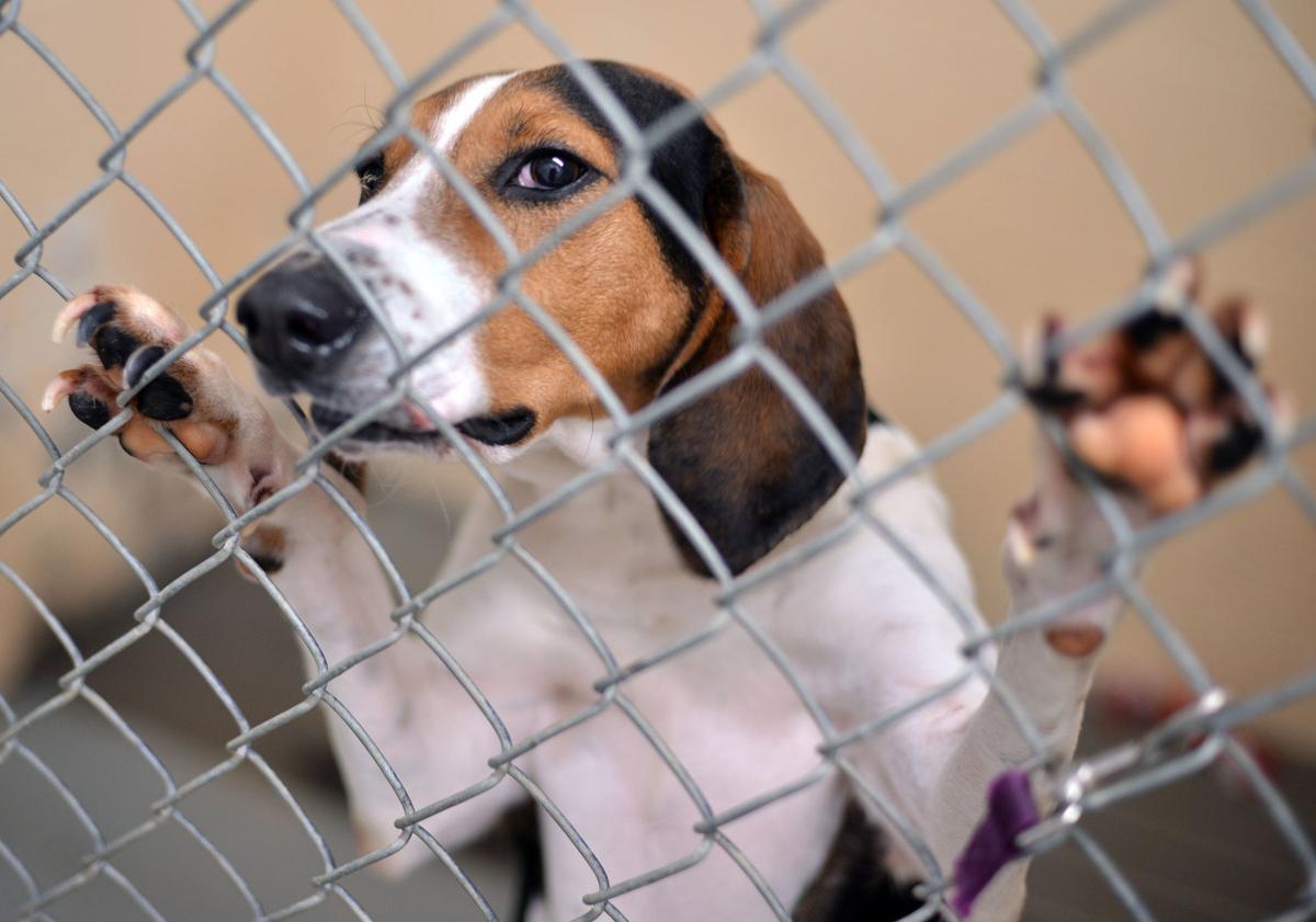 Outcry raised over animal shelter operations