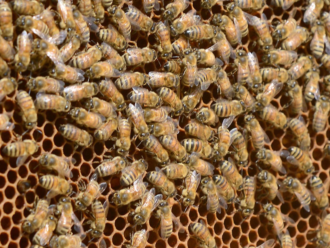 Retired Electrician Owns One Of Largest Bee Farms In Southwest Va Latest Headlines Heraldcourier Com