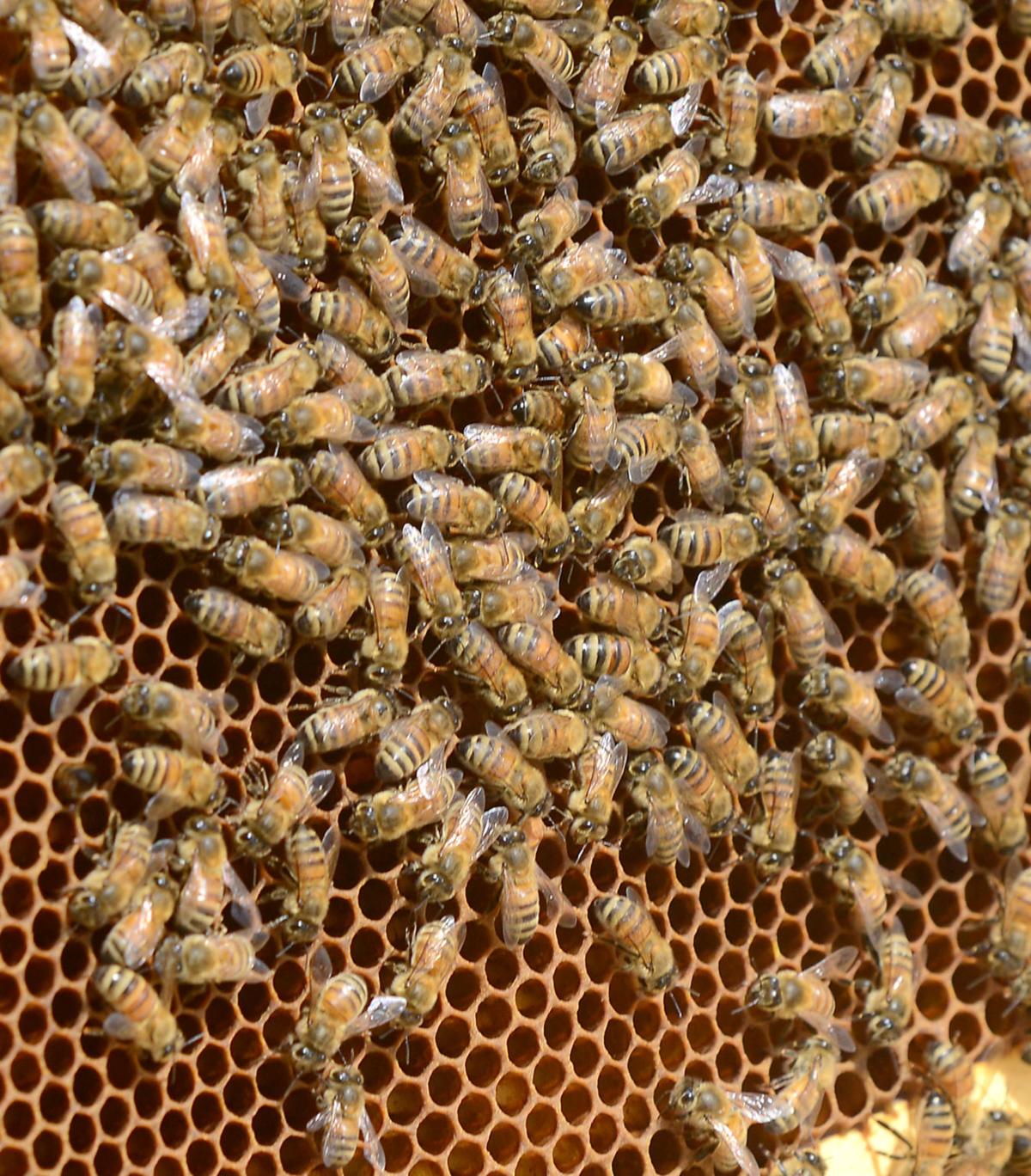 Retired Electrician Owns One Of Largest Bee Farms In Southwest Va Latest Headlines Heraldcourier Com