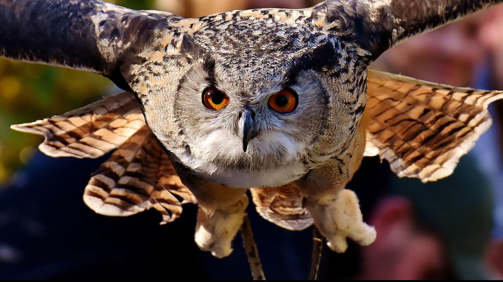 Great Horned Owl Reigns As Tiger Of The Night Among Birds Lifestyles Heraldcourier Com