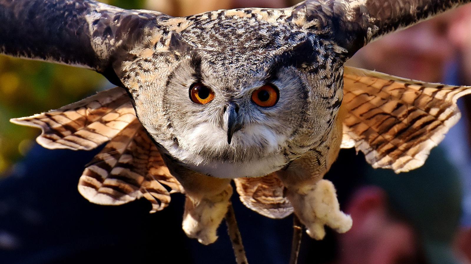 Great Horned Owl Reigns As Tiger Of The Night Among Birds Lifestyles Heraldcourier Com Great Horned Owl Reigns As Tiger Of The Night Among Birds Lifestyles Heraldcourier Com