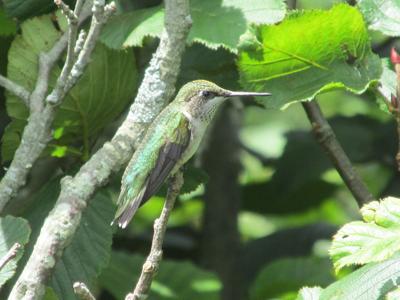 Now That Hummingbirds Are Back Take Steps To Keep Them Healthy