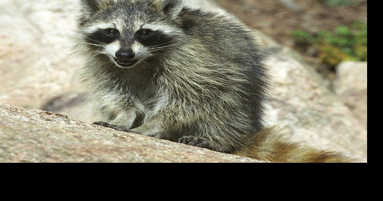 Oral rabies vaccine baits being distributed in Southwest Virginia
