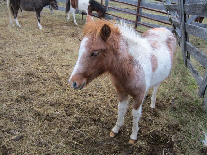 Grayson Highlands pony auction attracts crowd at fall festival
