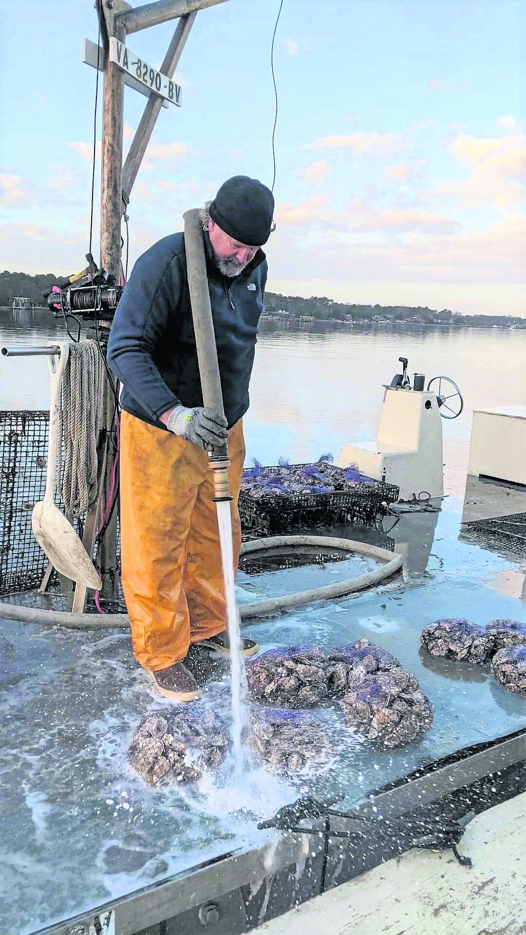 Craig McLaughlin sprays off bags of fresh oysters harvested