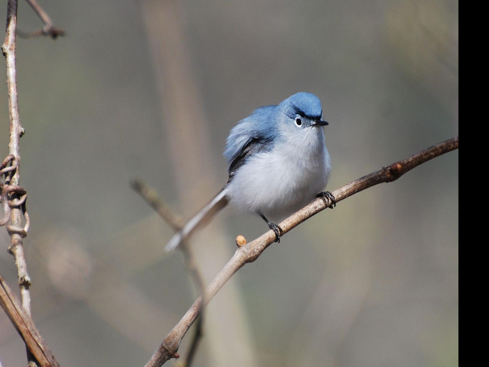 Blue Gray Gnatcatcher Signals The Rush Of Spring Migration