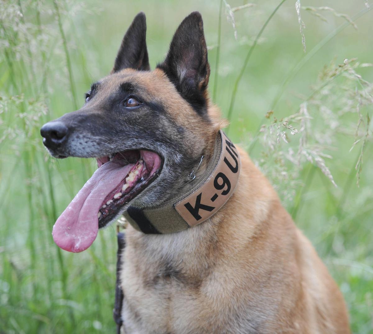 belgian shepherd malinois pronunciation four legged deputies u0027integral part u0027 of fighting crime in sullivan belgian shepherd malinois pronunciation four legged deputies u0027integral part u0027 of fighting crime in sullivan