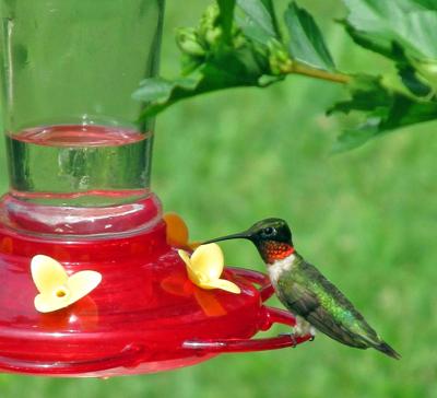 Get Ready For Spring S Returning Hummingbirds Lifestyles