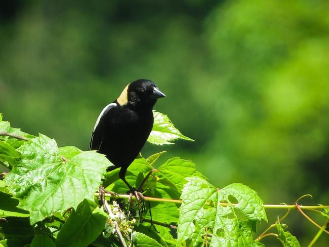 bird column Bobolink
