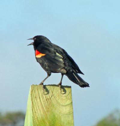 Red Winged Blackbirds Making Their Presence Felt In Region
