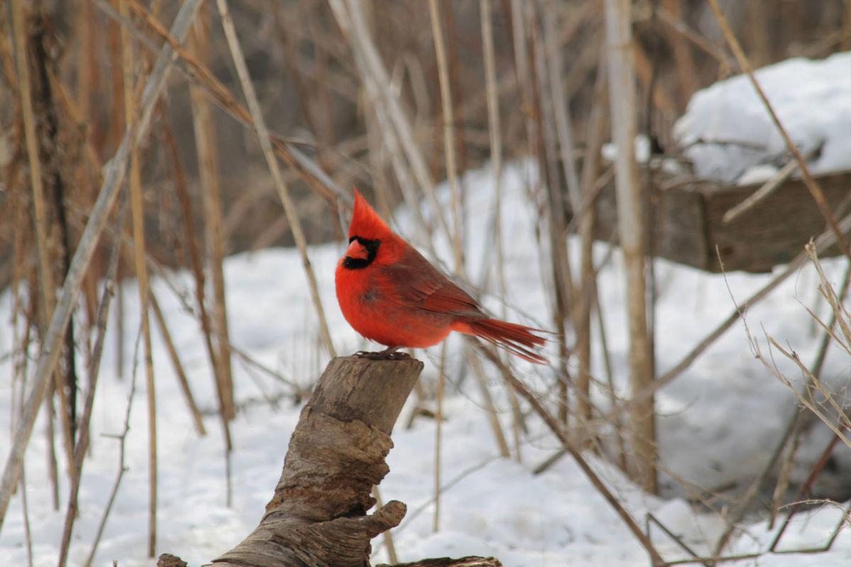 Cardinal Has Rivals When It Comes To Depiction On Christmas Cards