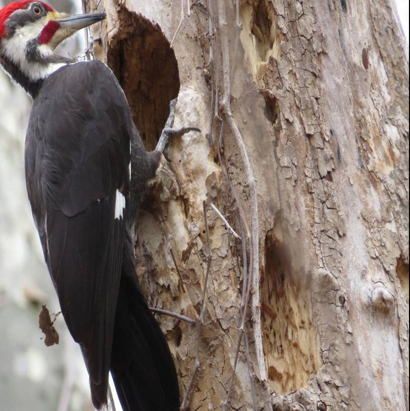 Region S Largest Woodpecker Makes Big Impression Lifestyles Heraldcourier Com